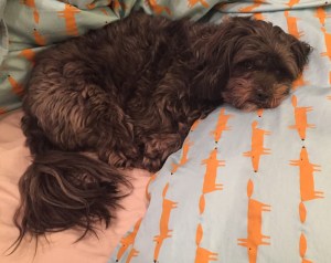 Bonnie er glad i Andrews pute.