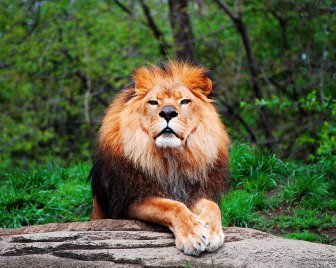 Foto: Pittsburgh Zoo